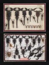 COLLECTION OF SCORPION SPECIME
