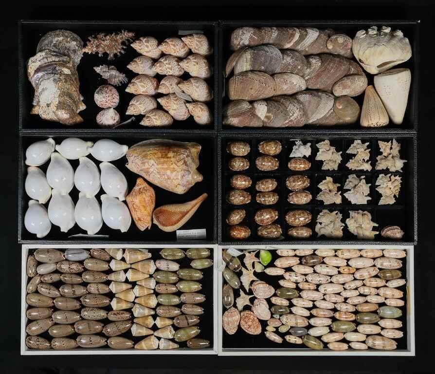 COLLECTION OF SEA SHELLS COWRIES