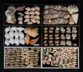 COLLECTION OF SEA SHELLS COWRI