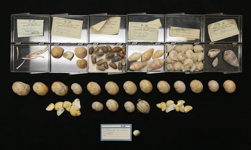 COLLECTION OF SEA SHELLS5-