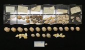 COLLECTION OF SEA SHELLS5- Mar
