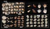 COLLECTION OF SEA SHELLS66 Jap