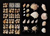 COLLECTION OF SEA SHELLSLarge