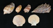 COLLECTION OF SEA SHELLSPinna
