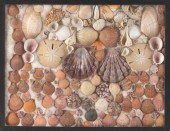 COLLECTION OF SEASHELLS 20TH C
