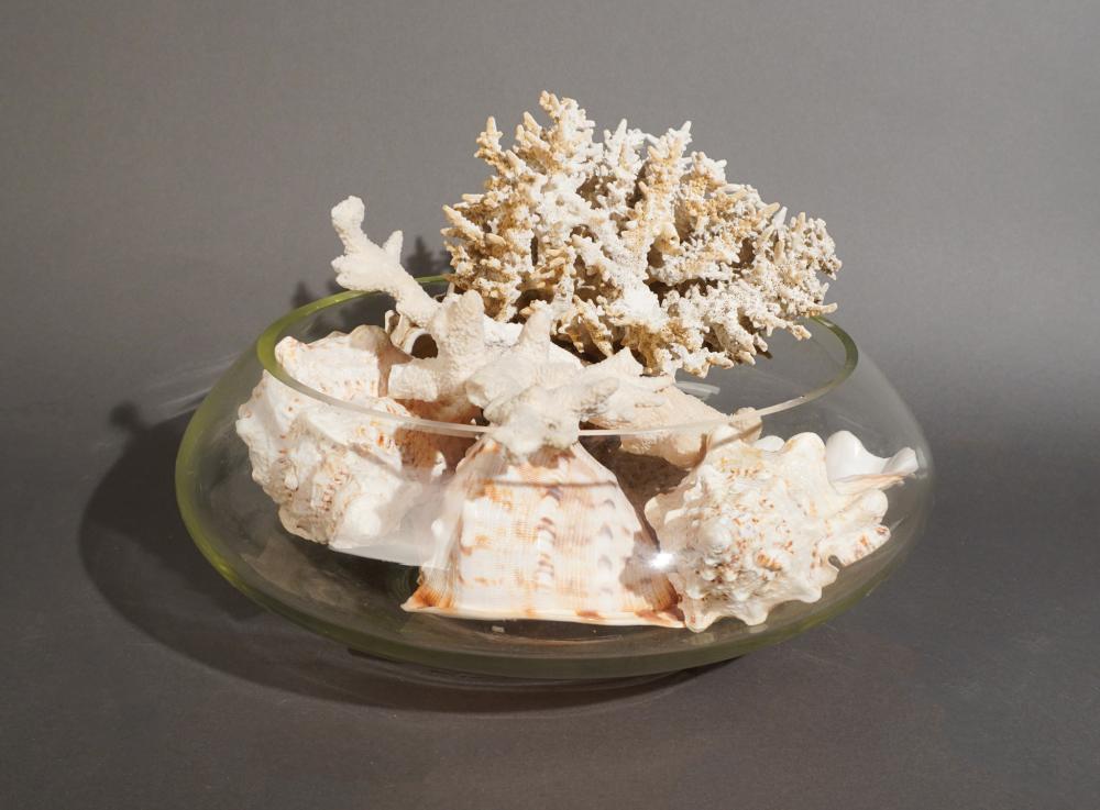 COLLECTION OF SEASHELLS IN A