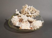 COLLECTION OF SEASHELLS IN A G
