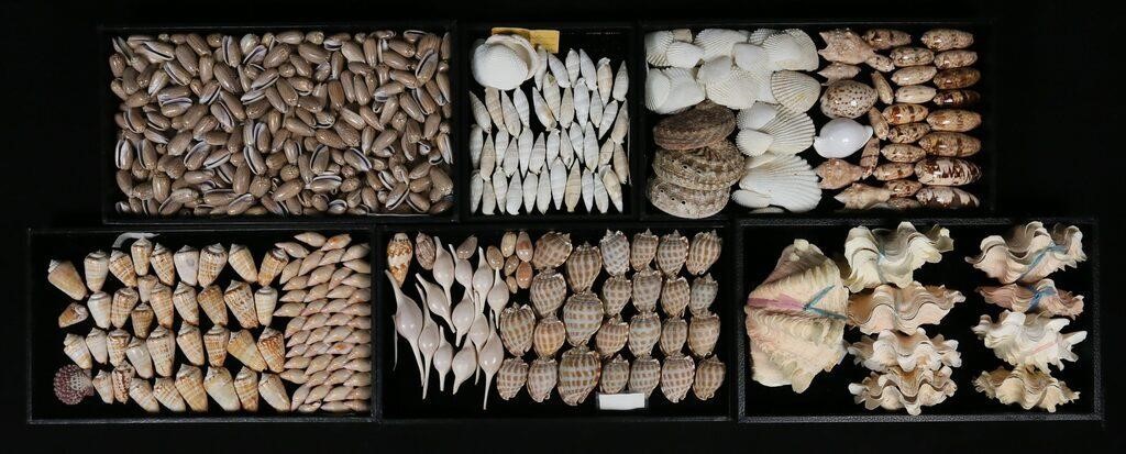 COLLECTION OF SEASHELLS TRIDACNA