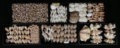 COLLECTION OF SEASHELLS TRIDAC