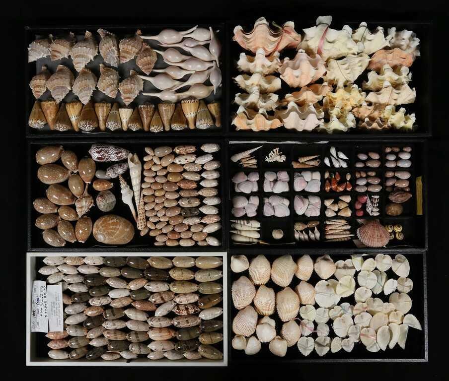 COLLECTION OF SEASHELLS TRIDACNA