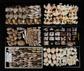 COLLECTION OF SEASHELLS TRIDAC