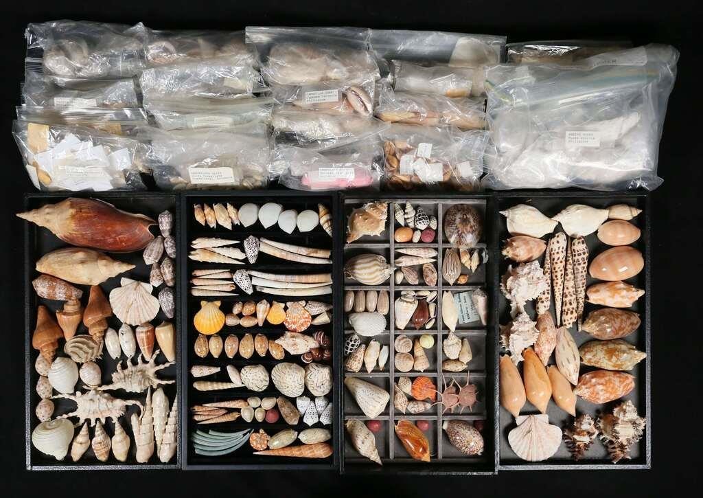 COLLECTION OF SEASHELLS VOLUTE