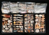COLLECTION OF SEASHELLS VOLUTE