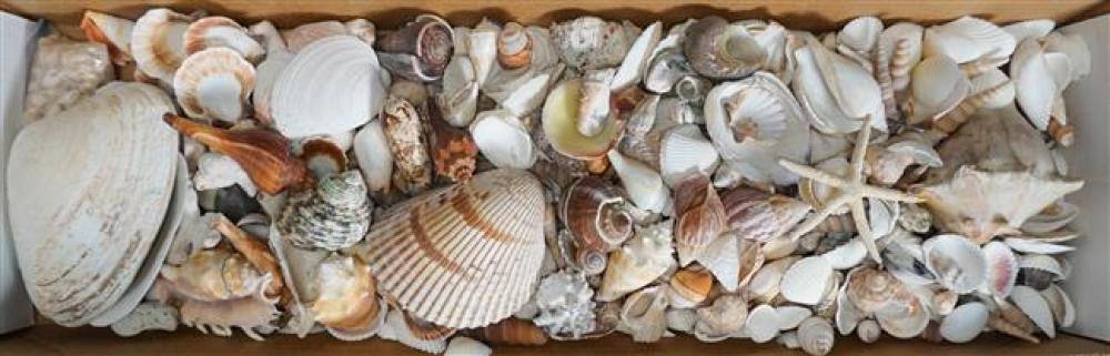 COLLECTION OF SEASHELLSCollection