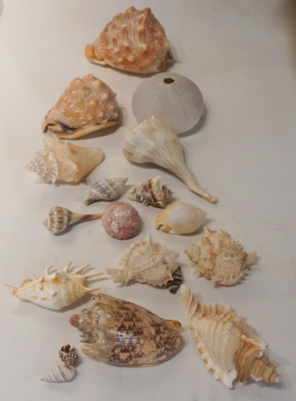 COLLECTION OF SEASHELLSCollection