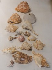 COLLECTION OF SEASHELLSCollect