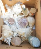 COLLECTION OF SEASHELLSCollect