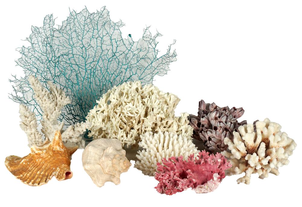 COLLECTION OF SHELL AND CORAL