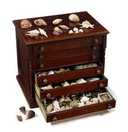 Collection of shell specimens and