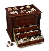 Collection of shell specimens
