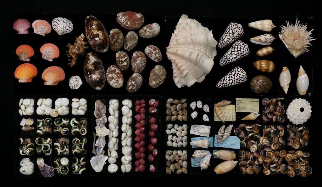 COLLECTION OF SHELLS CONUS
