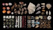 COLLECTION OF SHELLS CONUS LIM