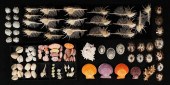 COLLECTION OF SHELLS MUREX SCA