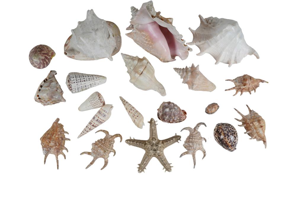 COLLECTION OF SHELLScomprising 30