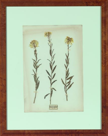 Collection of Six Framed Dried