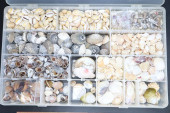 COLLECTION OF SMALL SEASHELLS,