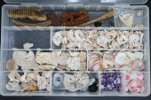 COLLECTION OF SMALL SEASHELLS,