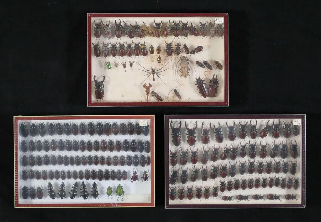 COLLECTION OF STAG BEETLE & OTHER