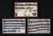 COLLECTION OF STAG BEETLE & OT