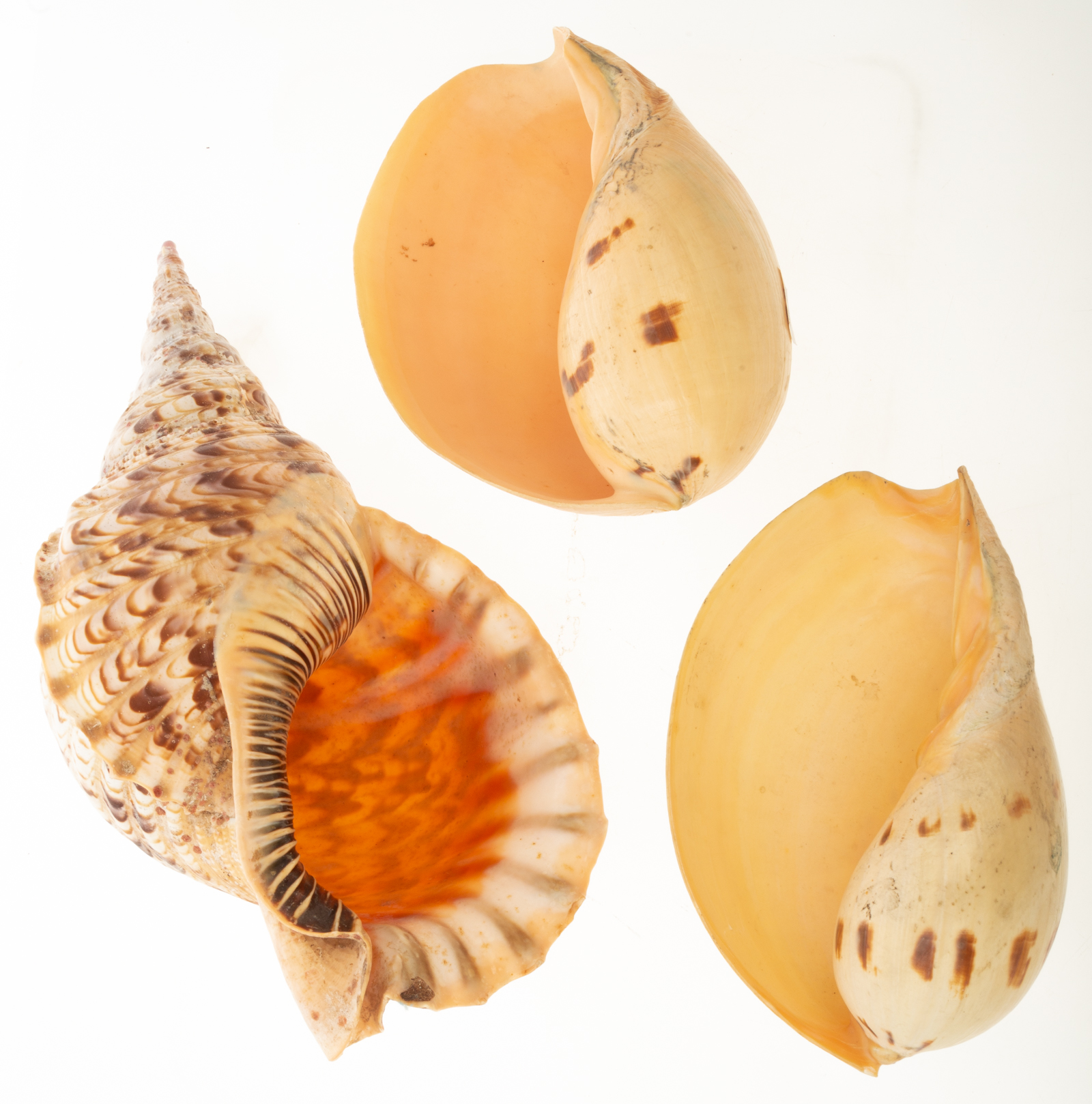 COLLECTION OF THREE SHELLS .