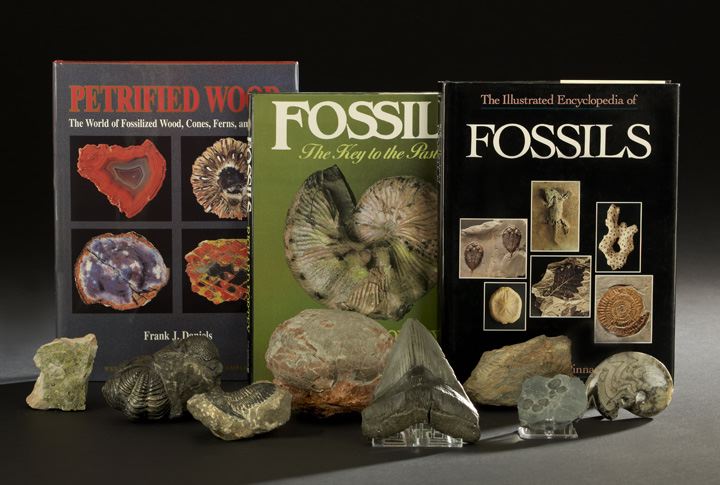 Collection of Twelve Fossils and