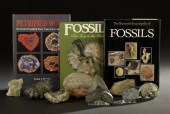 Collection of Twelve Fossils a