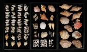 COLLECTION OF UNDESCRIBED SEA