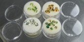 COLLECTION OF UNMOUNTED ASSORT