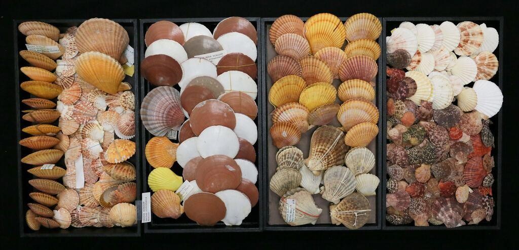 COLLECTION OF VARIOUS SCALLOP