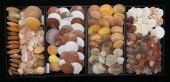 COLLECTION OF VARIOUS SCALLOP