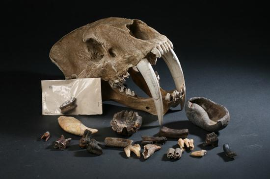 COLLECTION PLEISTOCENE EPOCH