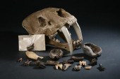 COLLECTION PLEISTOCENE EPOCH F