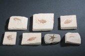 COLLECTION SEVEN FISH AND CRUS