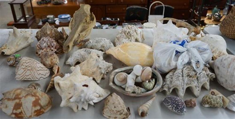 COLLECTION WITH SEASHELLSCollection