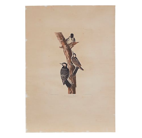 COLOR ENGRAVING, JOHN J. AUDUBON