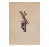 COLOR ENGRAVING, JOHN J. AUDUB