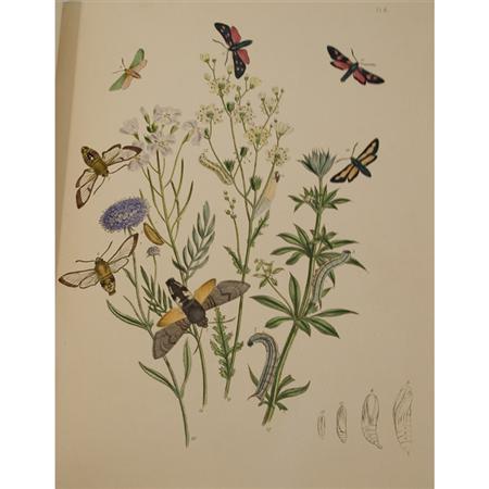 [COLOR PLATE] HUMPHREYS, H[ENRY]
