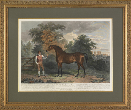 Colored engraving of a horse titled
