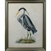 Common Heron by John Prideaux