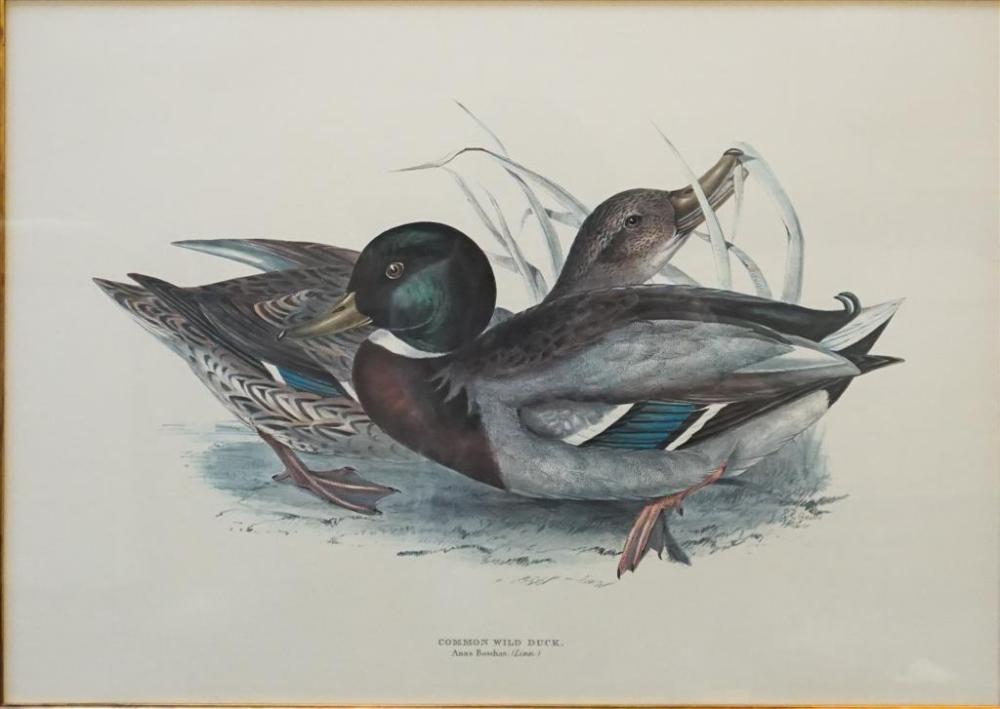 COMMON WILD DUCK, COLOR PRINT,